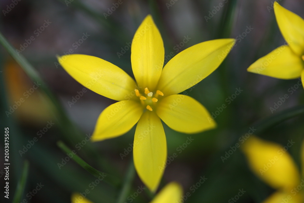 Obraz premium Wild spring flowers macro close-up with bokeh and natural light