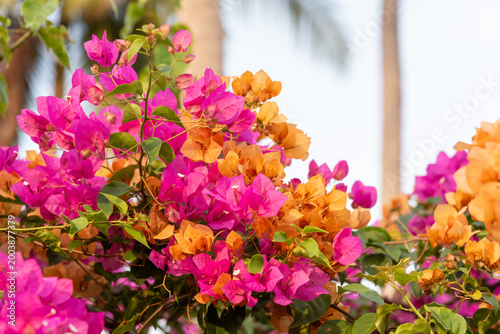 Принти на полотні Vibrant bougainvillea flowers in pink and orange blooming in tropical garden lus