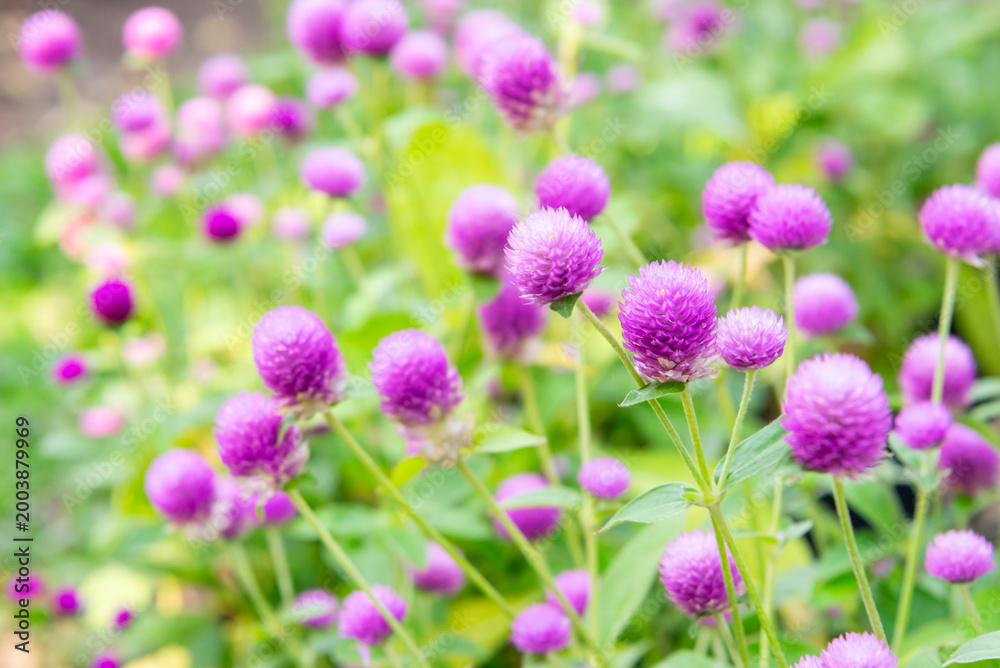 Fototapeta premium Purple globe amaranth flowers blooming in garden with soft green background natural light showing vibrant floral texture fresh plants and ornamental beauty