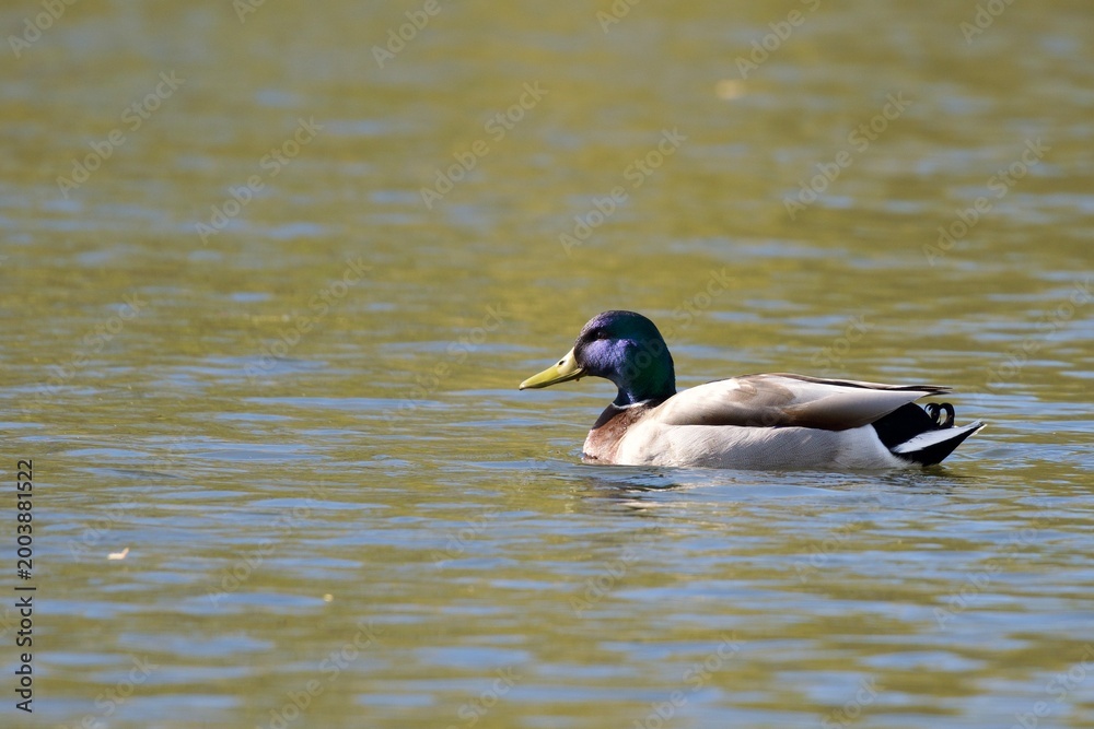 Obraz premium Male Mallard Duck
