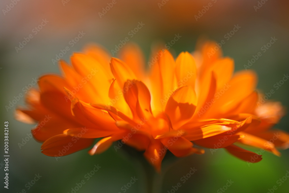 Fototapeta premium Spring flowers and plants macro close-up with natural light and bokeh