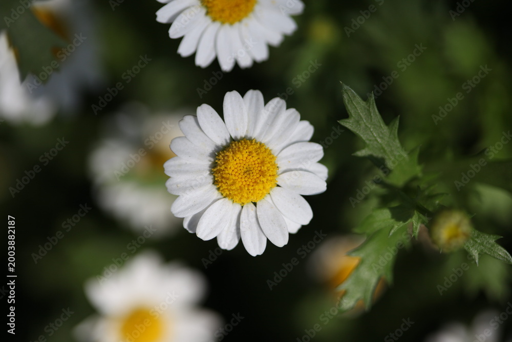 Fototapeta premium Spring flowers and plants macro close-up with natural light and bokeh