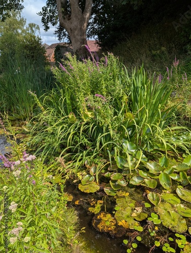 pond in the garden water lily