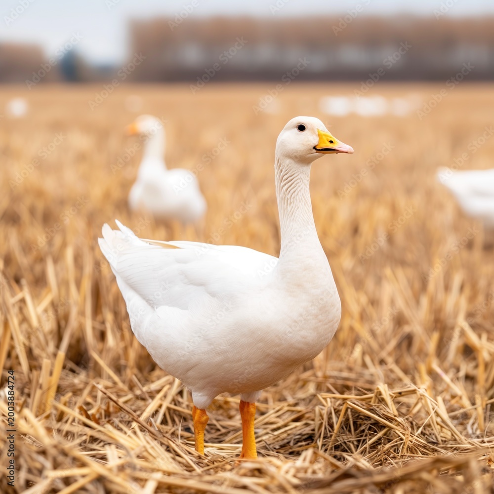 Obraz premium White Goose Standing in Harvested Field