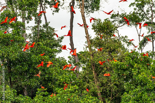 Scarlet ibis flying back home to their sleeping place, Revoada dos guaras on the Delta of the Parnaiba River in Brazil