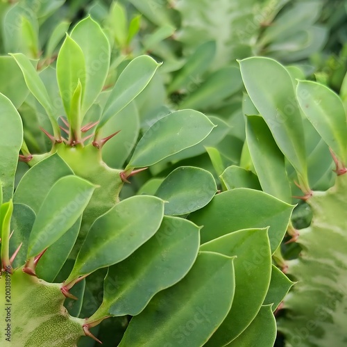 Close up of green succulent leaves forming natural texture and botanical background pattern.