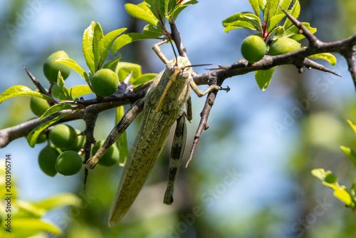 Eine Ägyptische Vogelschrecke in der Draufsicht an einem Ast sitzend