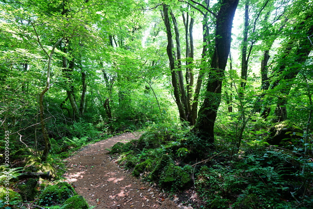 Fototapeta premium fine path through mossy old trees