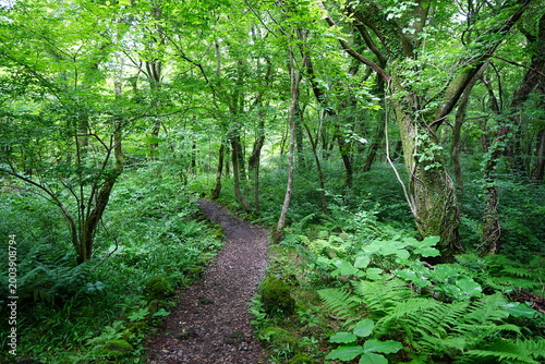 fine path through mossy old trees