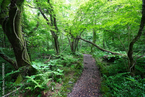 fine path through mossy old trees