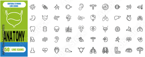 Anatomy Icons Set – Brain, Lungs, Stomach & Skeleton Outline Collection | Editable Stroke Vector