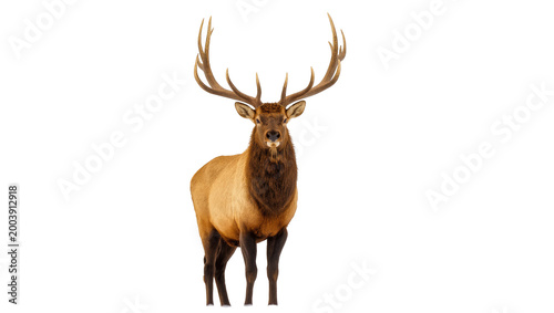 Majestic Brown Elk Standing with Large Antlers Facing Forward