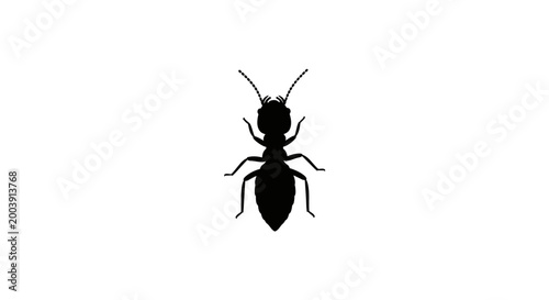 Fotografi Black silhouette of an ant insect.