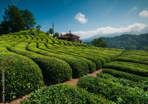Natural and traditional tea plantations of Rize province. Haremtepe Çeçeva village. Türkiye.