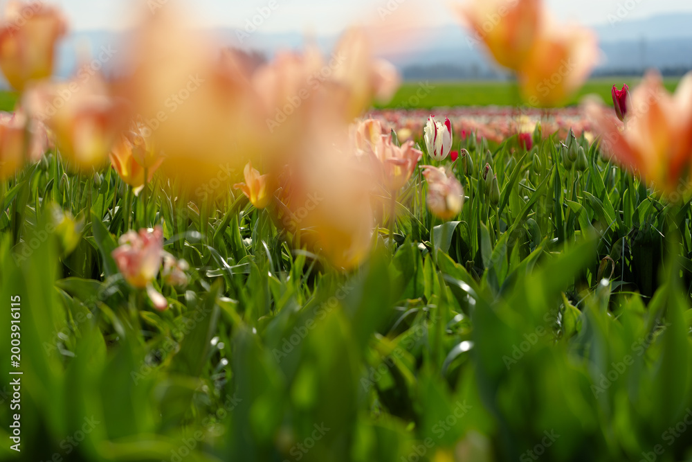 Fototapeta premium Colorful tulips in a vibrant field