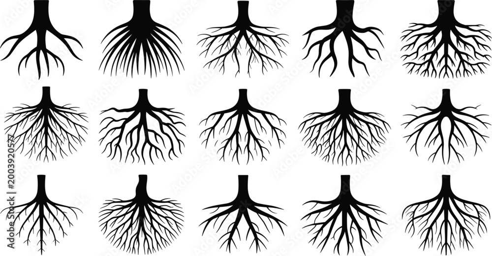 Fototapeta premium Tree root silhouette collection with detailed branching underground structures minimal black botanical vector set on light background