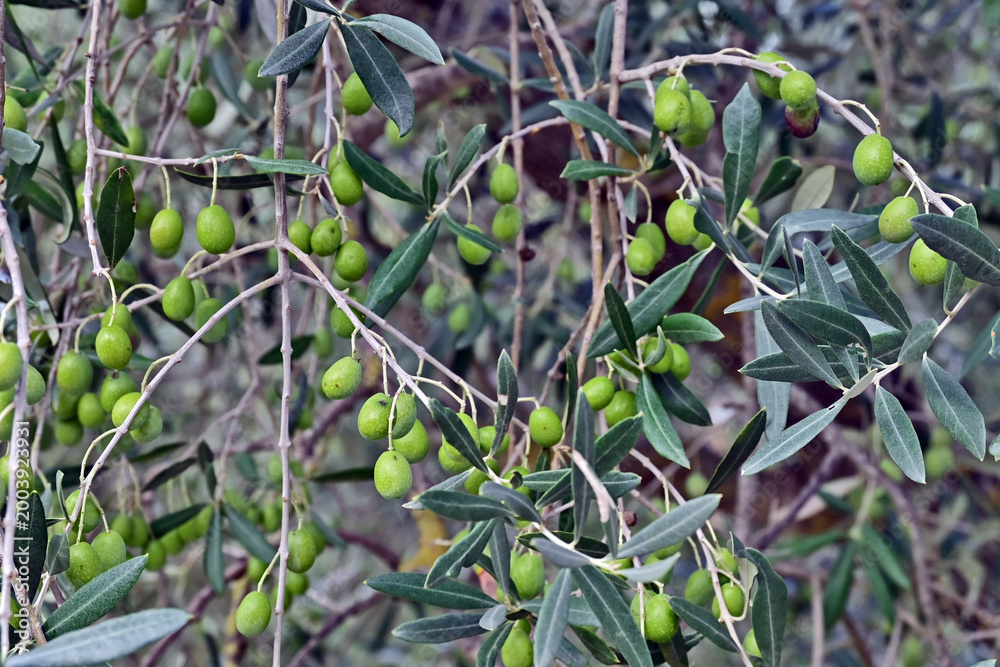 Naklejka premium Camprena, olive nel giardino del Monastero di Sant'Anna in Camprena, Siena, Val d'Orcia, Toscana