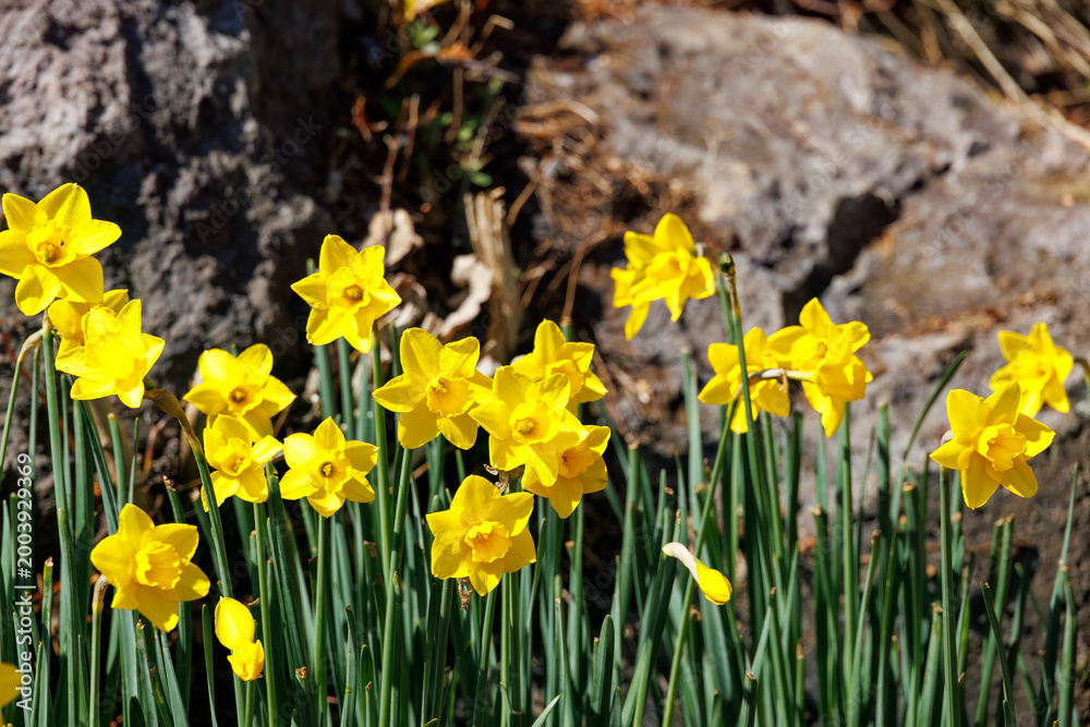 Obraz premium 美しいスイセン（ヒガンバナ科）の花 Beautiful grand emperor (narcissus, Daffodilaceae) flowers. 下田駅近くの寝姿山。 標高は200m。 展望台や観光スポットが有り、下田ロープウェイで登ることができる。 下田市静岡県-2025 