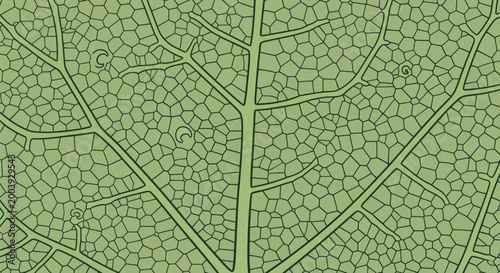 Obraz na plátně Close up of green leaf veins