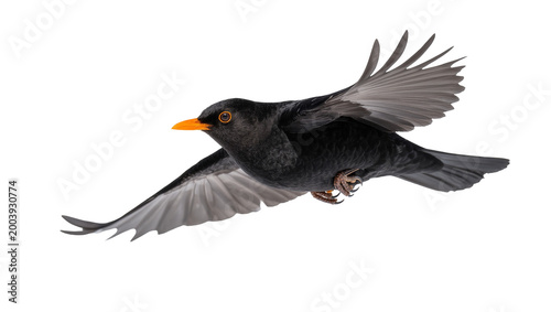 Flying Blackbird with Orange Beak and Spread Wings