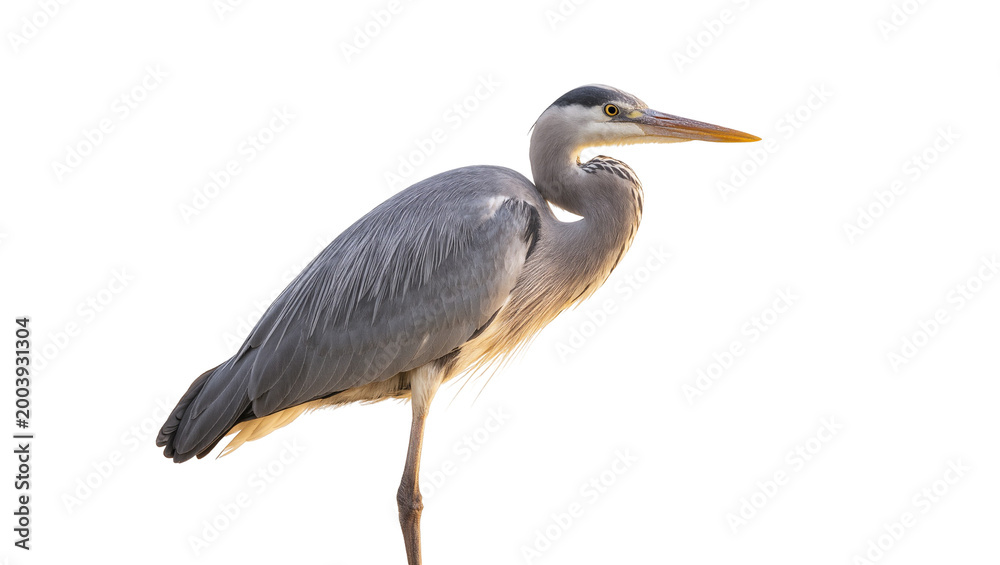 Fototapeta premium Gray Great Blue Heron Standing on One Leg Facing Right