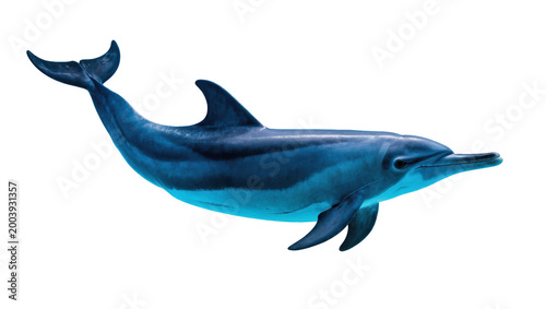 Canvas Print Blue gray Dolphin Swimming Side View with Dark Dorsal Fin