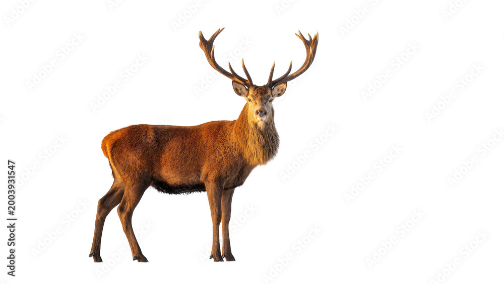 Obraz premium Red Brown Deer Stag with Large Branch Antlers Standing