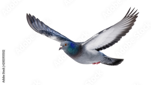 Gray Wood Pigeon Flying with Extended Wings in Motion