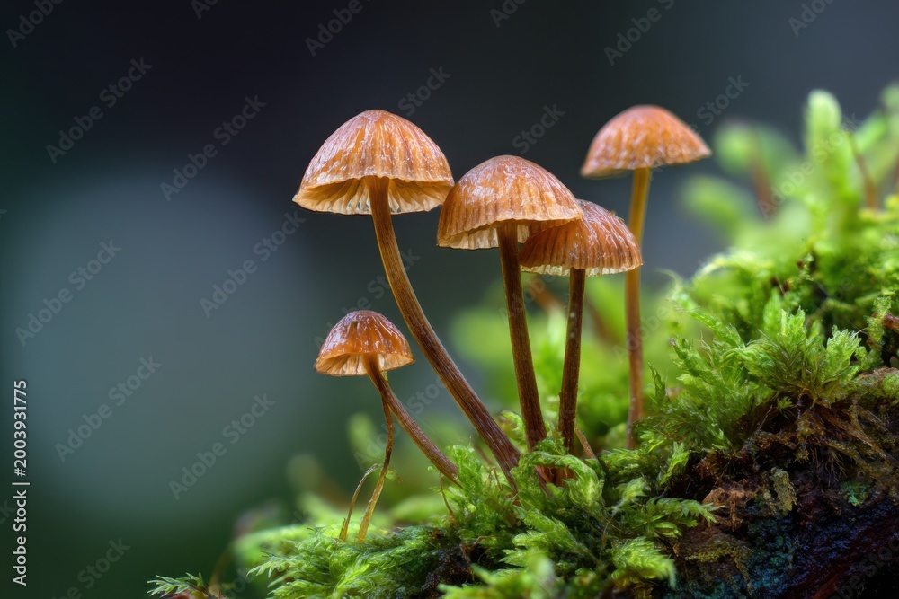 Fototapeta premium Tiny Brown Mushrooms Growing in Lush Green Moss with Soft Bokeh Background fungi nature