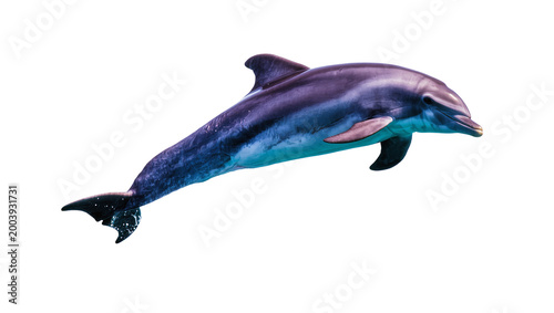 Fotografi Blue Gray Dolphin Swimming Sideways with Fins and Tail