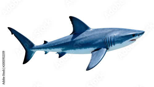 Valokuva Blue Great White Shark Swimming Side View with Visible Teeth