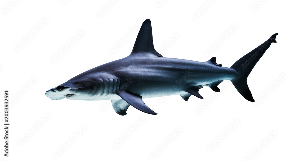 Fototapeta premium Blue Oceanic Reef Shark Swimming with Visible Fins and Dark Stripes