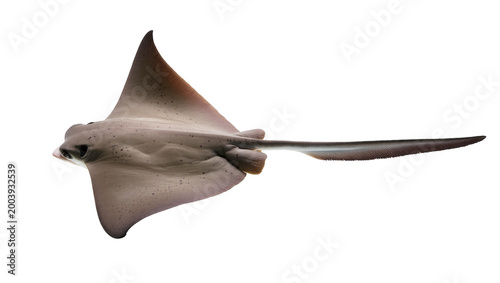 Canvas Print Gray Spotted Manta Ray Swimming Sideways with Long Tail
