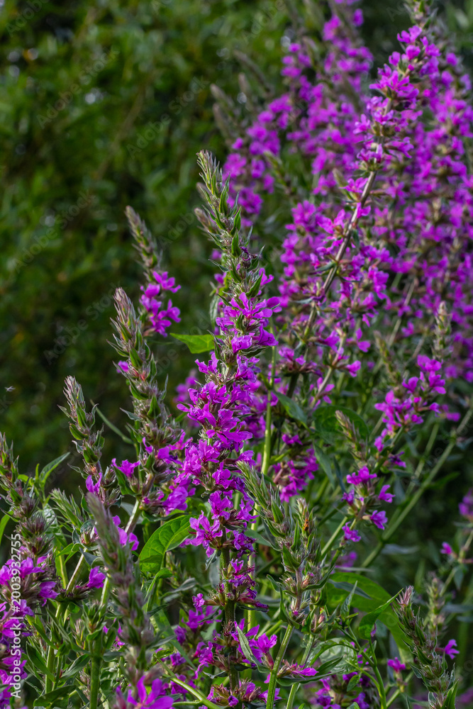Obraz premium Purple loosestrife Lythrum salicaria inflorescence. Flower spike of plant in the family Lythraceae, associated with wet habitats