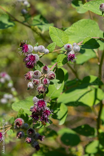 Photography Arctium tomentosum, commonly known as the woolly burdock is a species of burdock
