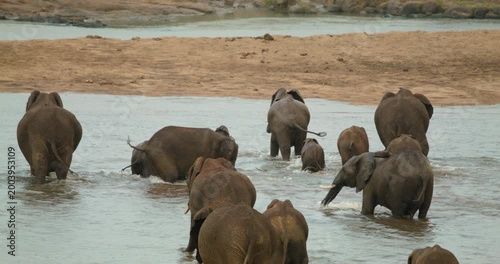 African elephant family herd crosses river while playing and splashing in Kruger National Park. Majestic wildlife safari footage capturing social behavior in South Africa's wilderness.