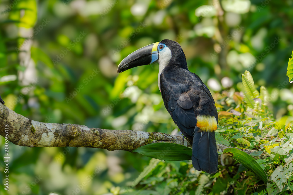 Naklejka premium White-throated Toucan (Ramphastos tucanus) Perched on a Tree: A Near-passerine Bird in Ramphastidae Family