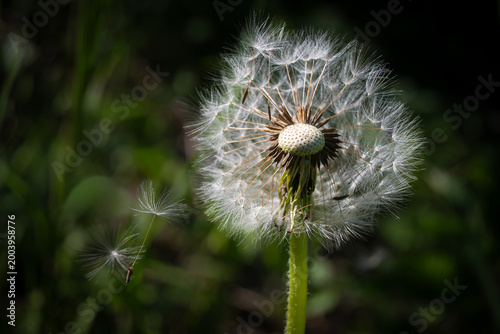 Macro close-up of a fragile dandelion blowball with flying seeds against a dark green bokeh background