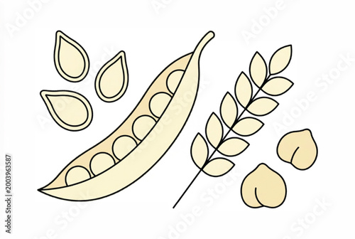 Minimalist plant protein vector illustration, organic pea pod and wheat ear icons, healthy legume seeds and chickpeas for food packaging design