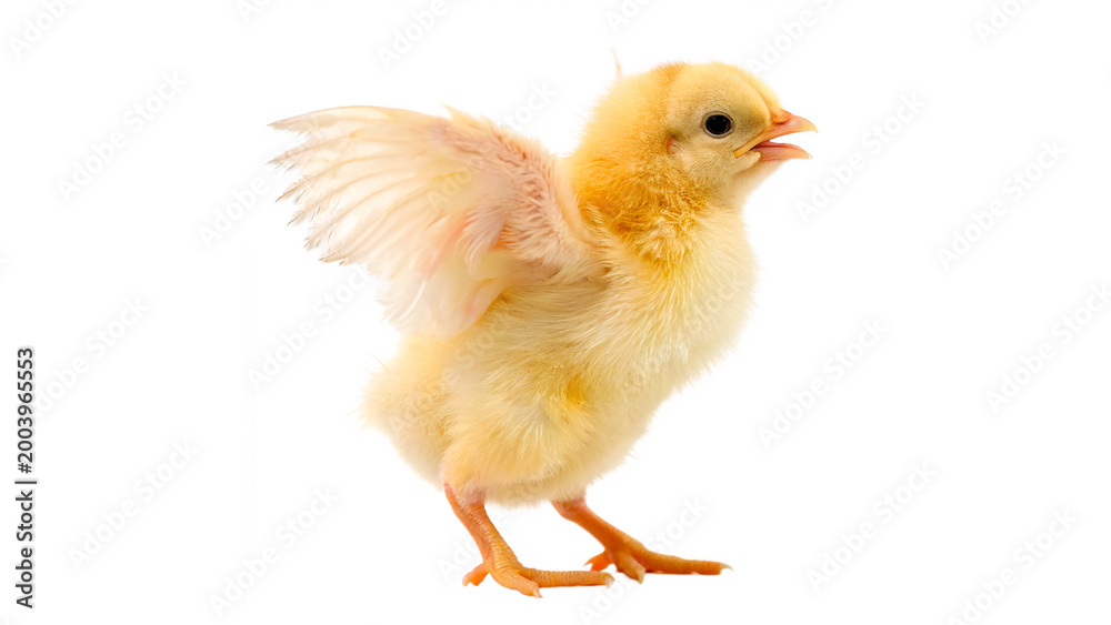 Fototapeta premium Baby chick standing with wings spread in a bright setting, expressing curiosity and energy during the day