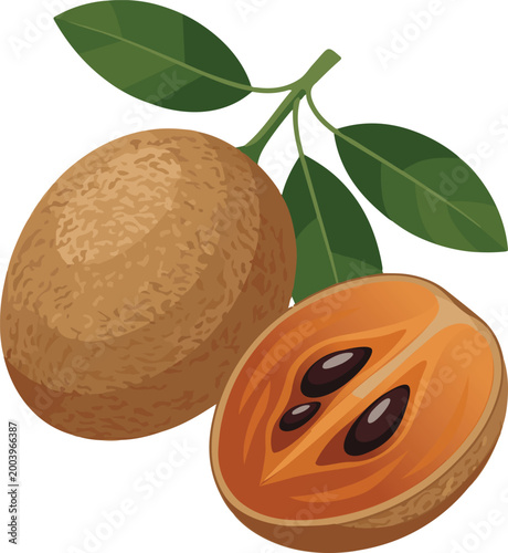Sapodilla Fruit Chikoo Sweet Tropical Fruit Food Design