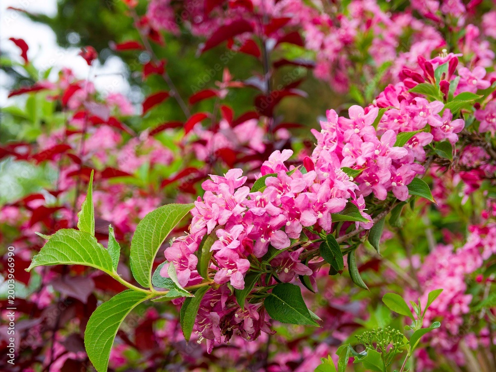 Obraz premium Weigela 'Rosea' (Weigela florida), bushy shrub with drooping branches covered in clusters of tubular pink flowers with a bouquet of opposite, green terminal leaves 