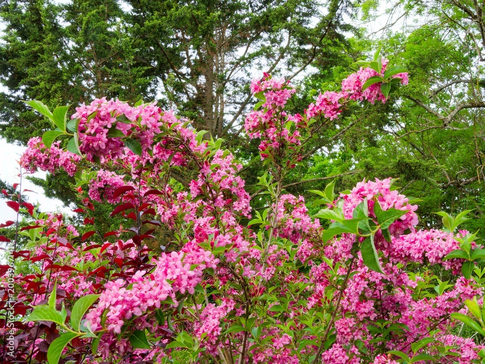 Obraz premium Weigela florida 'Rosea'- Flowering weigela, bushy shrub with spreading habit. Oval, green leaves and profusion of pink flowers buds that open into pink bell-shaped flowers 