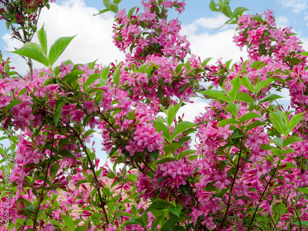 Obraz premium Weigela florida (Old-fashioned weigela) Magnificent shrub with abundant flowering of small, funnel-shaped pink flowers on arching stems covered with finely toothed, oval, green foliage