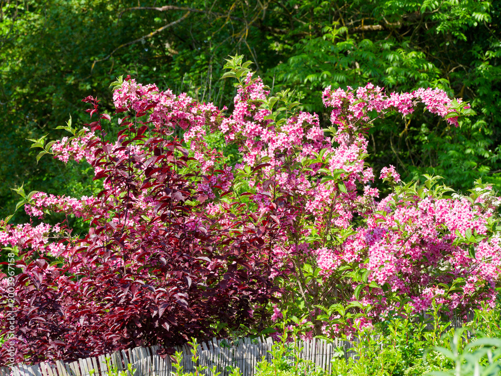 Obraz premium Old-fashioned weigela - A beautiful, elegant shrub of the Weigela florida rosea variety with clusters of pink, bell-shaped flowers along upright, arching branches, forming an ornamental hedge 