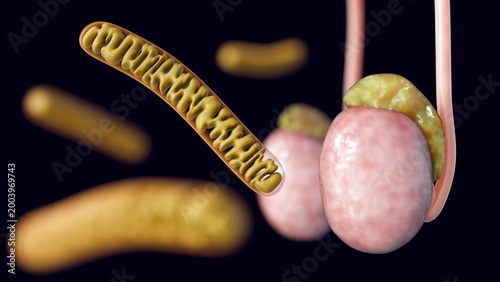 Foto A 3d rendering of high density of tubular mitochondria in the testis, particularly in steroidogenic cells, highlighting their critical role in testosterone synthesis