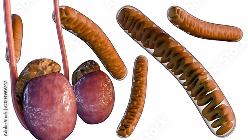 Bild auf Leinwand A 3d rendering of high density of tubular mitochondria in the testis, particularly in steroidogenic cells, highlighting their critical role in testosterone synthesis
