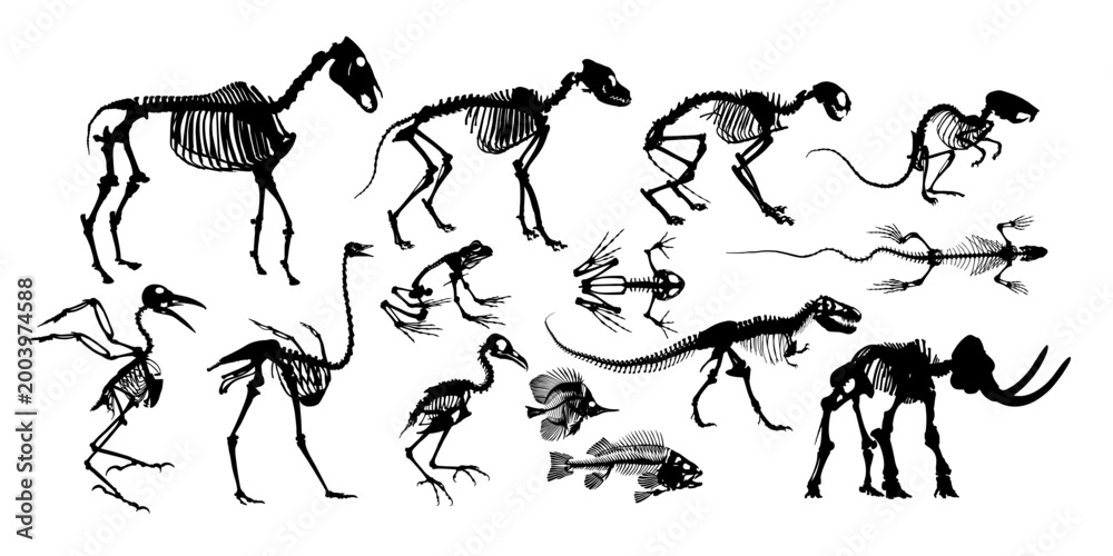 Fototapeta premium A big set of animal skeletons. 