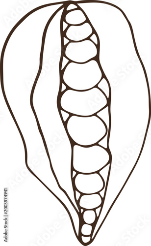 Cocoa Pod Minimal Outline Vector Illustration, Isolated Clipart Element on Transparent Background, Hand Drawn Naive Scandinavian Style