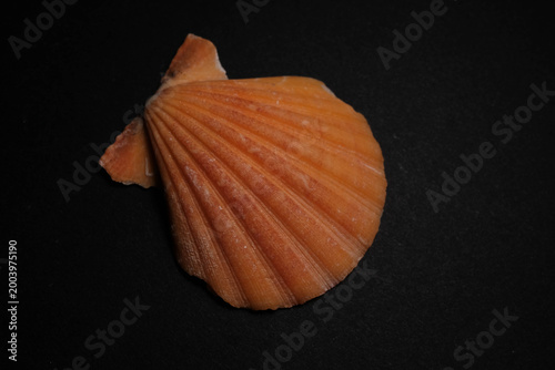 Cuadro en lienzo Vibrant Orange Scallop Shell With Radiating Ribs on Black Backgro